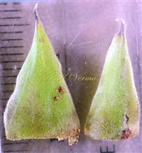 Stipules
